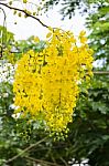 Purging Cassia Or Ratchaphruek Flowers ( Cassis Fistula ) Stock Photo