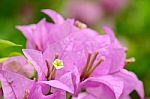 Purple Bougainvillea In Closed-up Stock Photo