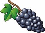  Purple Bunch Of Grapes - Illustration Stock Photo