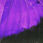 Purple Butterfly Wing Stock Photo