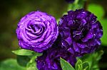 Purple Dark Rose In The Garden Stock Photo