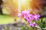 Purple Dendrobium Orchid Flowers Stock Photo