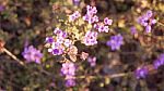 Purple Flowers Stock Photo