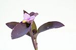 
Purple Flowers And Leaves On A White Background Stock Photo