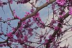 Purple Flowers On A Tree Stock Photo