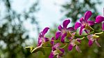 Purple Flowers, The Orchids On Tree Stock Photo