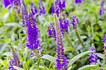 Purple Loosestrife(lythrum Salicaria) Or Crybaby-grass Stock Photo