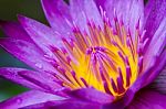 Purple Lotus Stock Photo