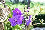 Purple Orchid Stock Photo