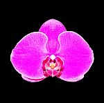 Purple Orchid Isolated On Black Background With Clipping Path Stock Photo