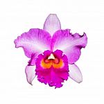 Purple Orchid Isolated On White Background With Clipping Path Stock Photo