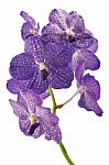 Purple Orchids Isolated On White Background Stock Photo