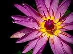 Purple Petal And Yellow Pollen Of Water Lily Stock Photo