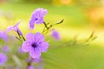 Purple Pink Flower Selective Focus Blur Background Stock Photo