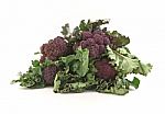 Purple Sprouting Broccoli Stock Photo