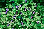 Purple Torenia Fournieriin Garden Stock Photo