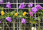 Purple Vanda Orchid Stock Photo