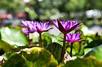 Purple Water Lily Stock Photo