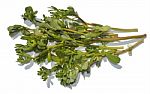 Purslane Stock Photo