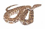 Python Snake Painting Stock Photo