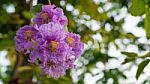 Queen's Flowers In Thailand Stock Photo