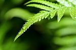 Rain Drops On Fern Leaf Stock Photo