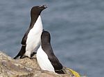 Razorbill Alca Torda Stock Photo