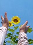 Reaching Out To Sunflowers Stock Photo