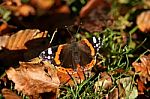 Red Admiral Butterfly Stock Photo