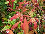 Red And Green Leaves With Raindrops Stock Photo