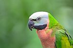 Red-breasted Parakeet Stock Photo