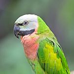 Red-breasted Parakeet Stock Photo