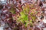 Red Coral Salad Plant In Organic Farm Stock Photo