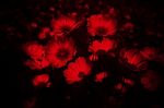 Red Cosmos Flower On Black Background Stock Photo