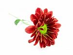 Red Daisy With Leaves Stock Photo