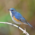 Red-flanked Bluetail Bird Stock Photo