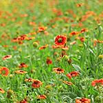 Red Flower With Bees Stock Photo