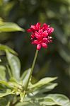 Red Flowers Stock Photo