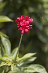 Red Flowers Stock Photo