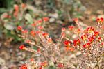 Red Flowers Stock Photo