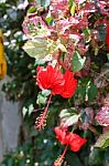 Red Flowers Stock Photo