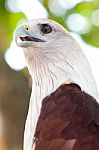 Red Kite Stock Photo