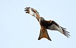 Red Kite Stock Photo