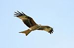 Red Kite Bird Of Prey Stock Photo