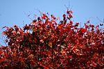 Red Leaves Stock Photo