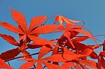 Red Leaves Stock Photo