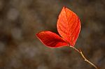 Red Leaves Stock Photo