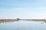 Red Lotus Field Lake In Harn Kumphawapi,udonthani,thailand Stock Photo