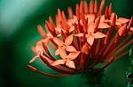 Red Macro Closeup Ixora Flower With Green Background Stock Photo