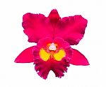 Red Orchid Isolated On White Stock Photo